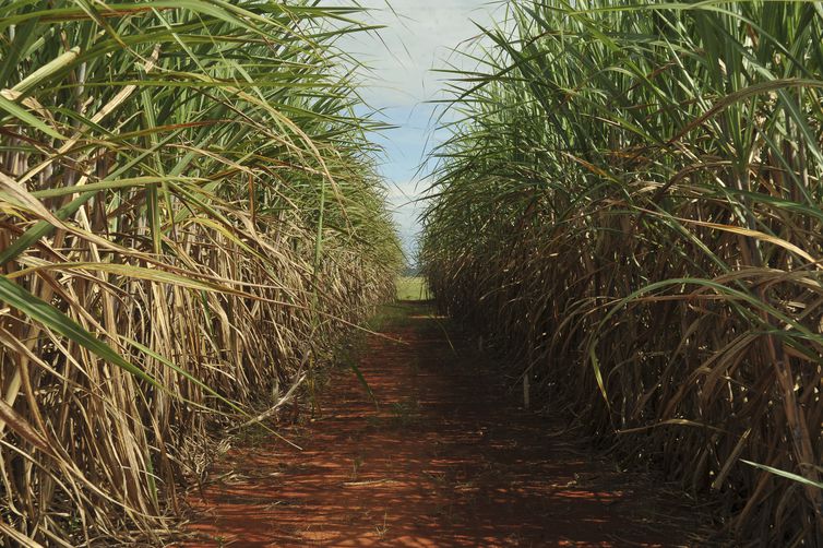 Evento destaca importância do seguro rural para cana-de-açúcar
