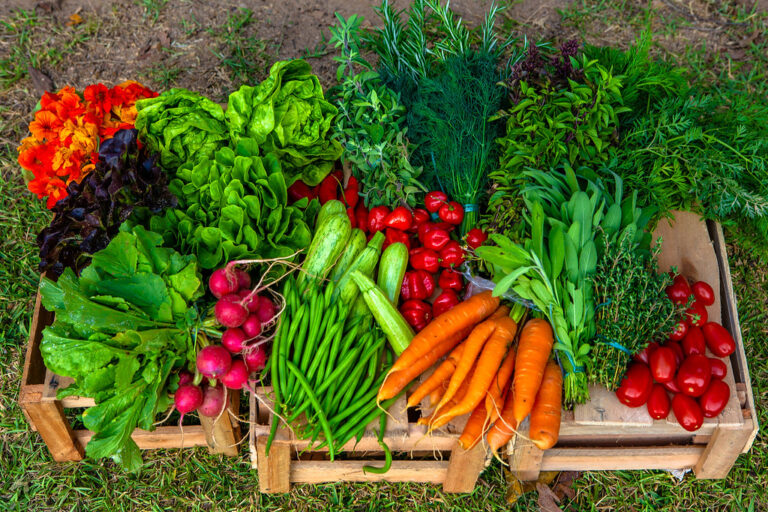 Dia da Agricultura reforça a importância da atividade no Estado