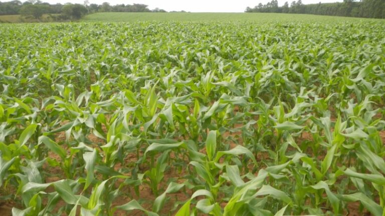 Mesmo com tempo seco, implantação de milho chega a 66% da área total cultivada