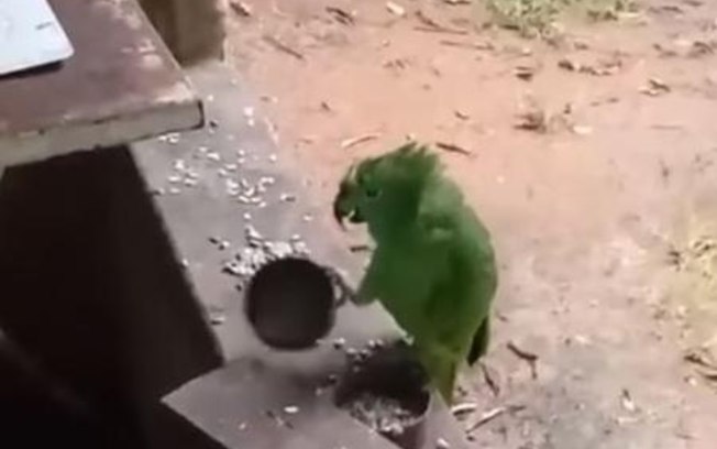 Veja vídeo viral de papagaio cantando ‘Atirei o Pau no Gato’