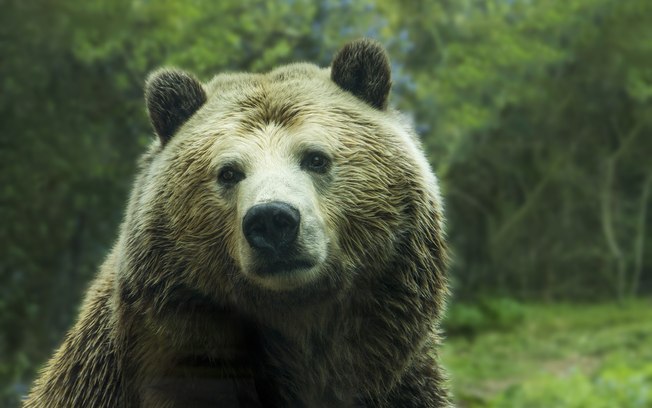 Turistas veem homem sendo atacado e morto por ursos em zoológico; assista