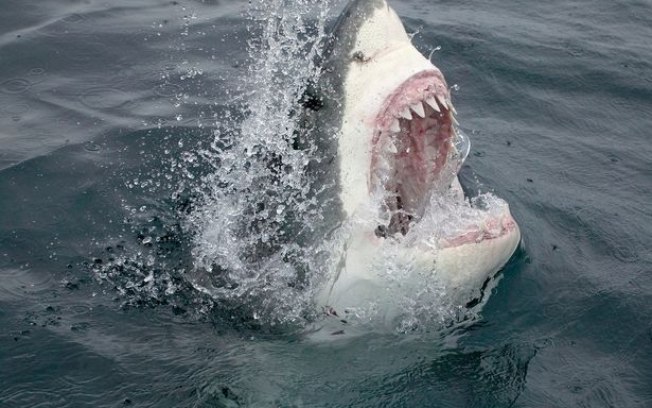 Tubarão-branco ataca três turistas dentro de jaula no México; assista