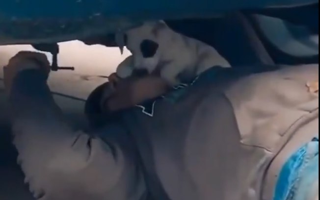 Fofura! Vídeo de cachorrinho trabalhando junto com seu dono mecânico viraliza