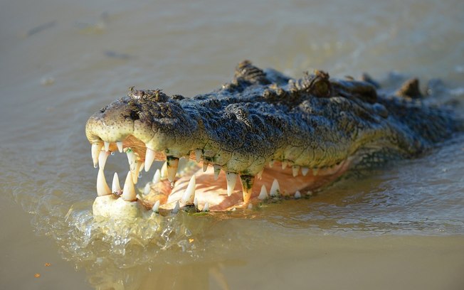 Pescador luta contra crocodilo para soltá-lo de linha; assista