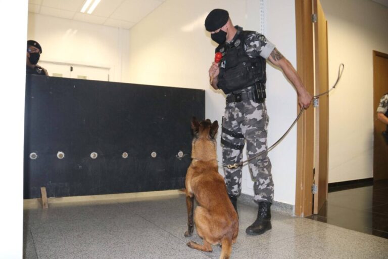 Polícia Científica e PM treinam cães de faro para encontrar novas drogas