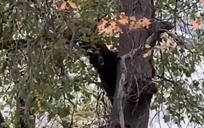 Música ou pedido de ajuda? Urso é flagrado “cantando” em cima de árvore; assista