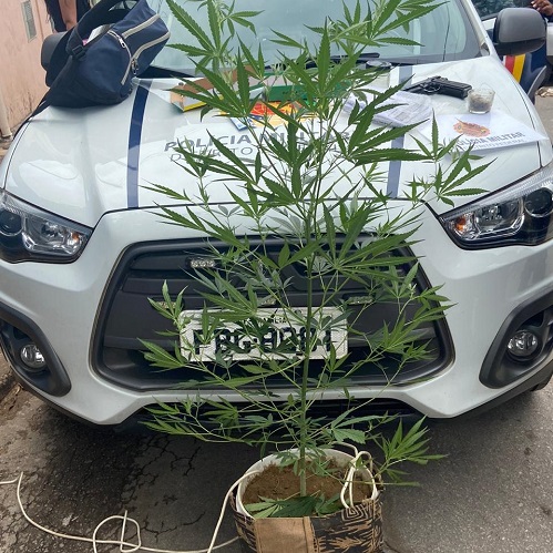 Homem é conduzido à DP após flagrante de plantação de maconha no Varjão