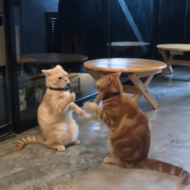 Assista ao vídeo desses gatos brigando na luta mais hilária que você vai ver