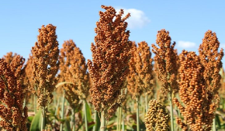 Publicado Zoneamento de Risco Climático para o plantio de sorgo em MS