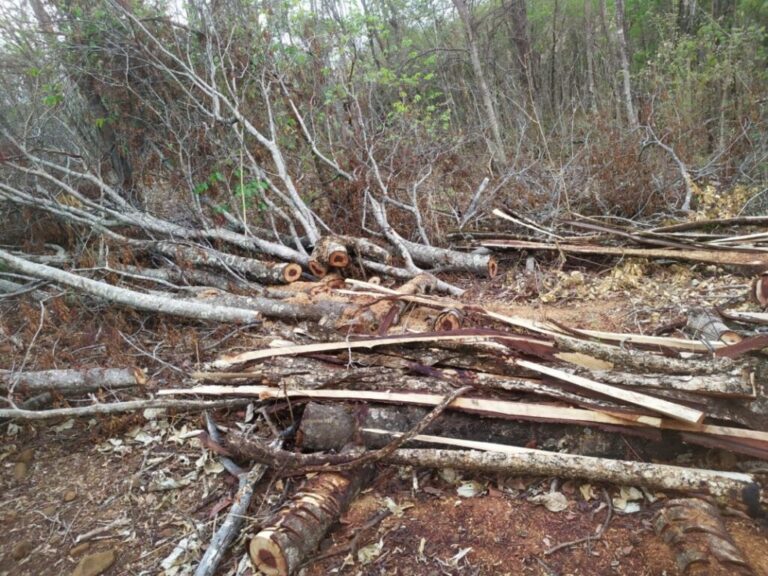 Polícia Civil prende três em flagrante por crime ambiental em Joviânia; árvores foram cortadas