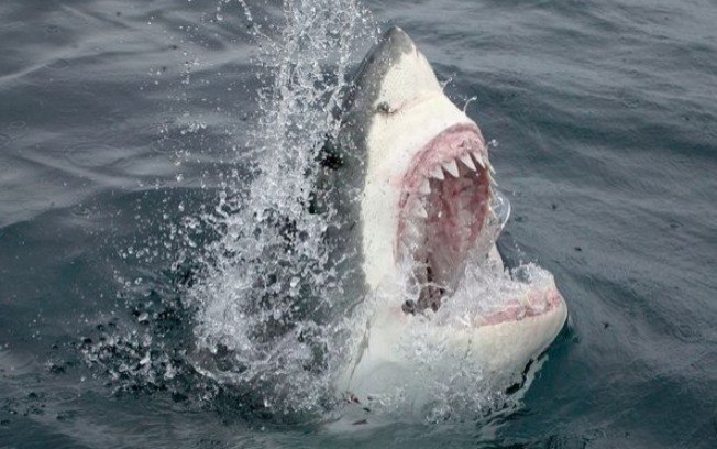 Tubarão-branco de cinco metros é encontrado com grande ferimento na cauda; veja