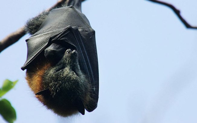 Fiocruz estuda morcegos e outros animais e busca impedir nova pandemia