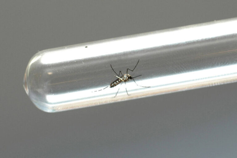 Ações de enfrentamento da dengue são intensificadas