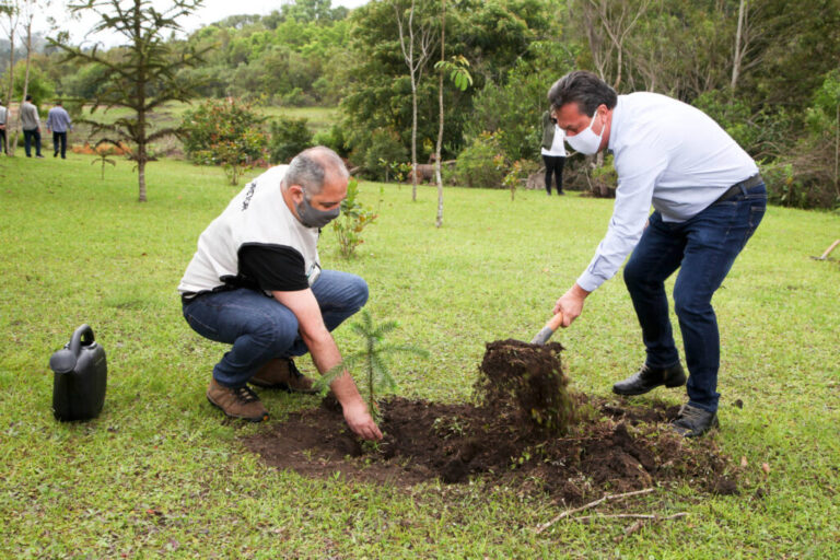Estado reforça o reflorestamento com plantio de 46 mil mudas de Araucárias