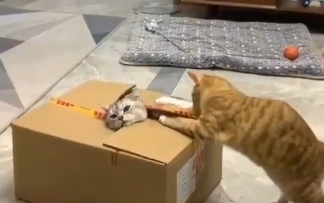 Liberte o gatinho! Gato viraliza ao tentar “salvar” o irmão preso em caixa