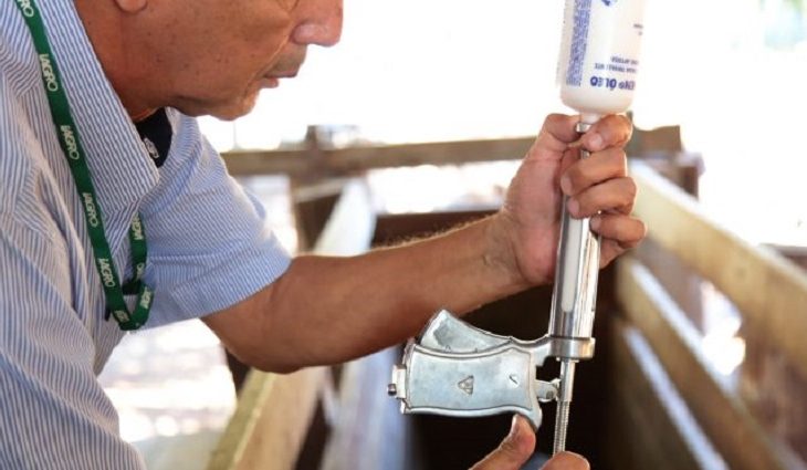 Campanha de vacinação contra a febre aftosa começa em 1° de novembro em duas regiões de MS