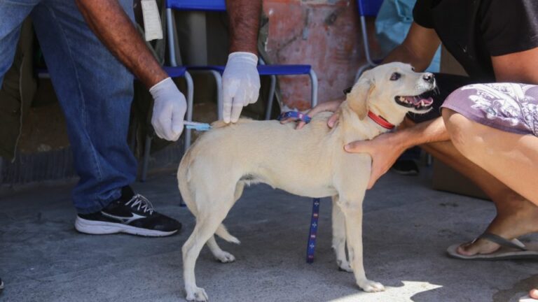 Mais de 27 mil cães e gatos vacinados no DF