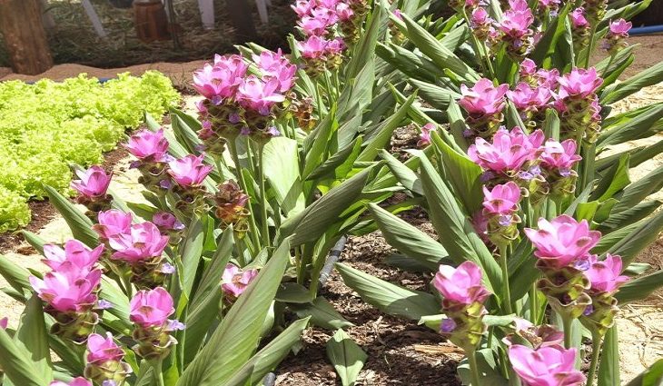 Pesquisa Procon apresenta variação de mais de 660% no preço das flores