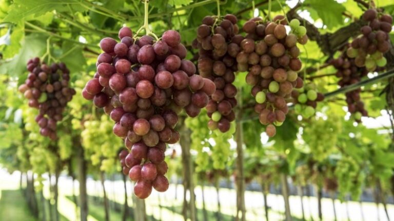 Safra de uva apresenta queda de 18,2% em relação a 2019