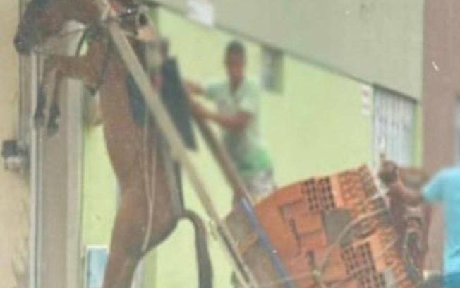 Caso de polícia: burro fica suspenso pelo pescoço em carroça por excesso de peso