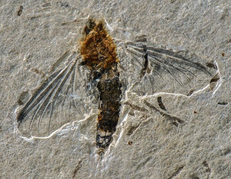 Fóssil raro de inseto voador é encontrado na Bacia do Araripe