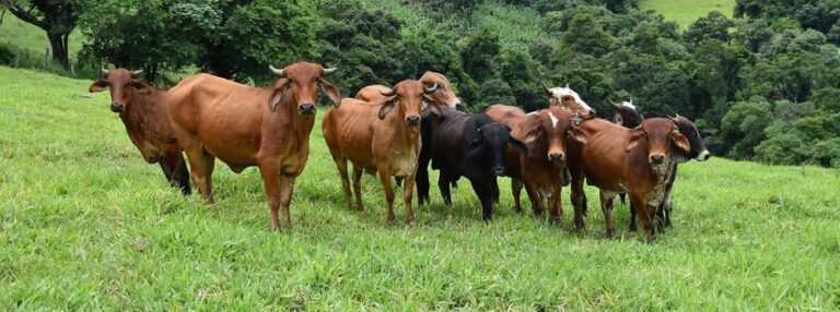 Vacinação contra febre aftosa entra na segunda etapa