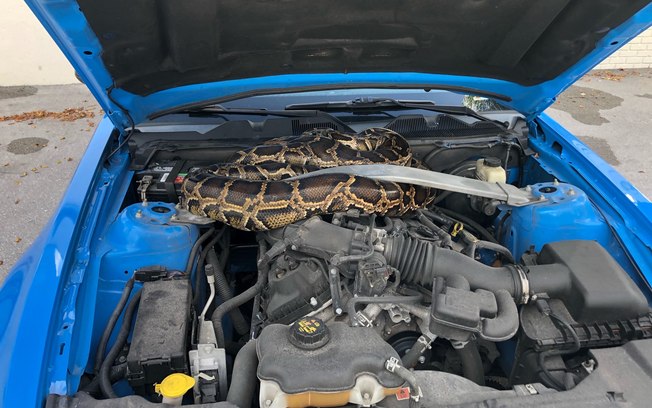 Cobra de 3 metros é encontrada “descansando” em motor de carro; assista