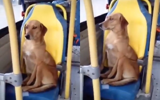 Cachorro viraliza andando de ônibus sozinho: “Independente”
