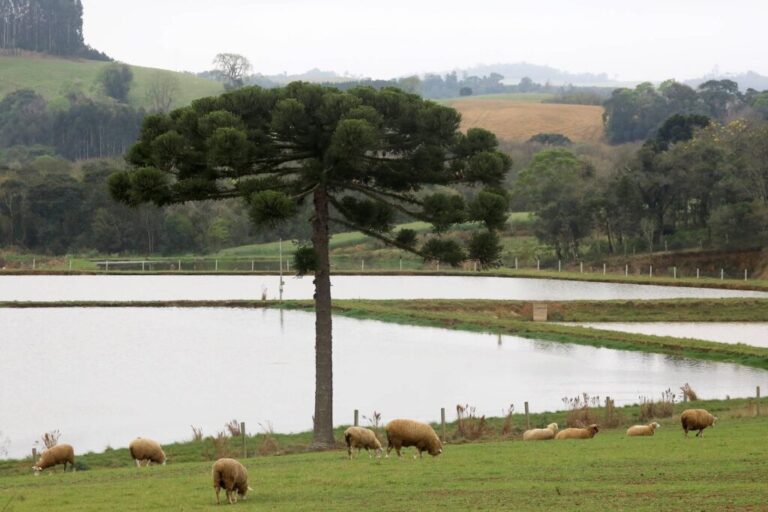 Boletim agropecuário fala sobre  melhorias na criação de ovinos