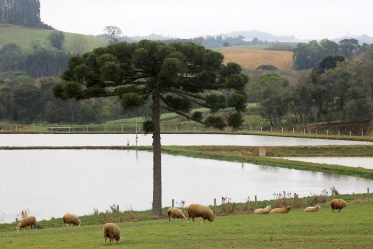 Boletim agropecuário aborda   melhorias na criação de ovinos