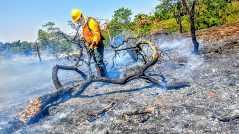 Incêndios florestais nas Unidades de Conservação caem pela metade
