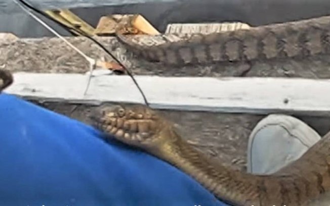 Cobra selvagem deixa lago para interagir com idoso; assista