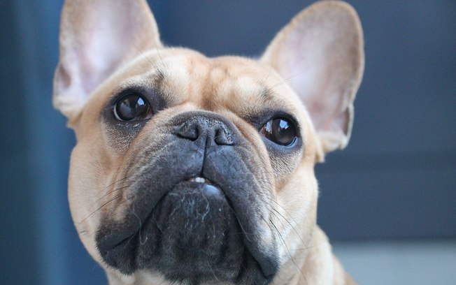 Dono é condenado a pagar R$ 10 mil a casal que encontrou cachorro perdido