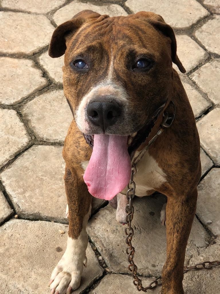 Polícia Civil investiga maus tratos a Pit Bull em Uruaçu