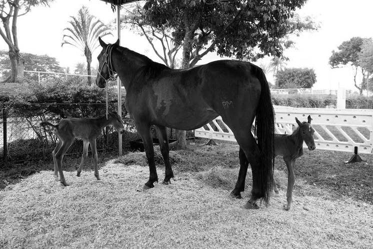 Polícia Militar lamenta morte de um dos filhotes dos cavalos Monalisa e Destemido