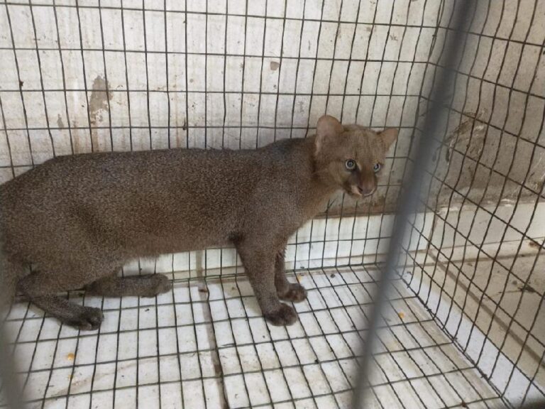 Gato-mourisco, animal ameaçado de extinção, é capturado em Várzea Grande é solto na natureza