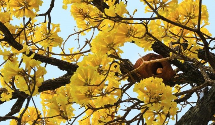 Quarta-feira de sol e umidade do ar em queda