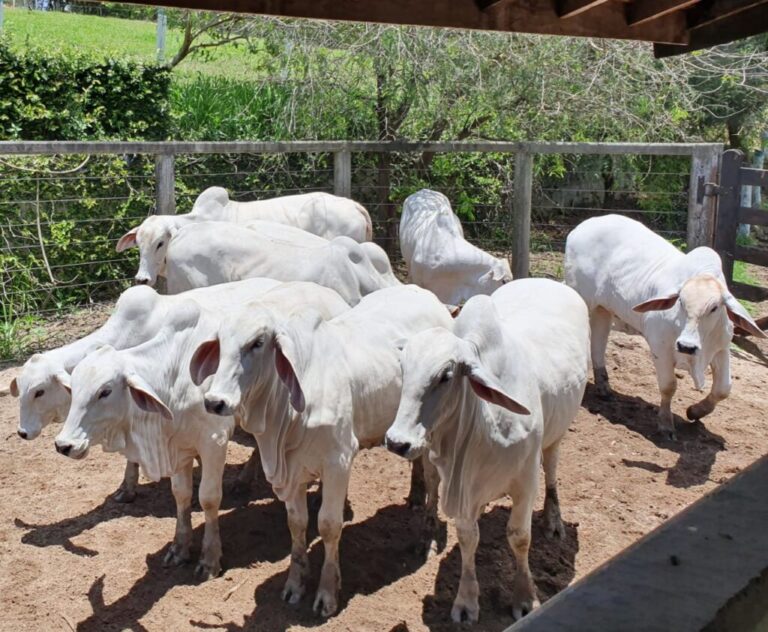 Segunda etapa da campanha de vacinação contra a febre aftosa acontece até o fim de novembro