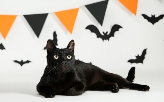Gatos pretos não dão azar: confira esse e outros mitos e verdades sobre o felino