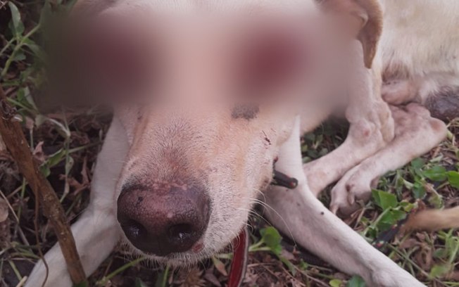 OAB é acionada após cachorro ter os olhos arrancados e ser abandonado
