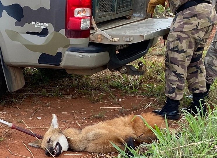 PM resgata lobo-guará atropelado em rodovia em São Sebastião