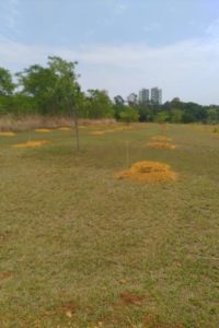 Foto: Divulgação/Brasília Ambiental