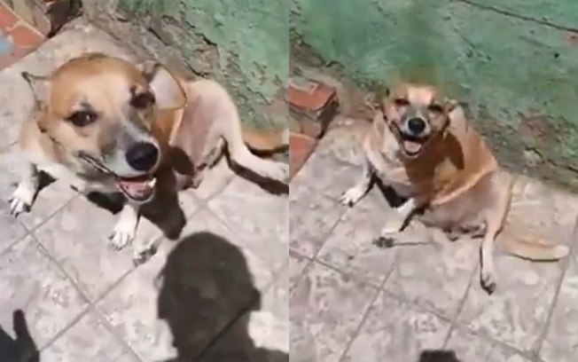 Só felicidade! Vídeo de cachorra após ser adotada vai alegrar seu dia