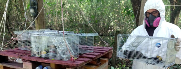 Faperj apoia estudo sobre diversidade de coronavírus em animais silvestres e domésticos