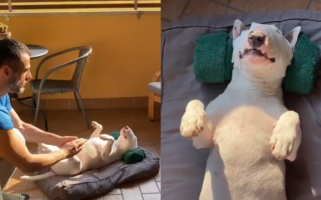 Relaxado! Vídeo de cachorro recebendo massagem vai melhorar seu dia