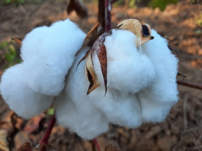 Governo do Estado investe no algodão orgânico e agricultores comemoram aumento da produção