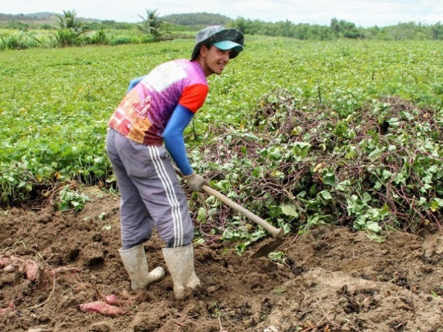 Sergipe é o maior produtor de batata-doce do Nordeste, segundo Emdagro