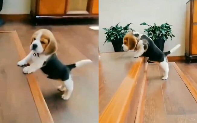 Viraliza vídeo super fofo de filhotinho tentando subir a escada, assista