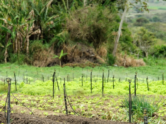 Águas de Sergipe: Em 5 anos, investimentos tornam serviço de irrigação mais eficiente, econômico e seguro