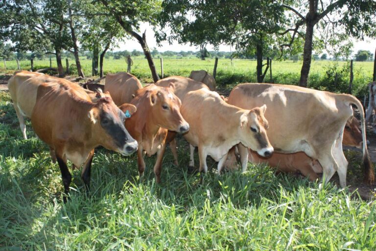 Produtor diversifica a alimentação dos bovinos e aumenta em 45% a produção de leite